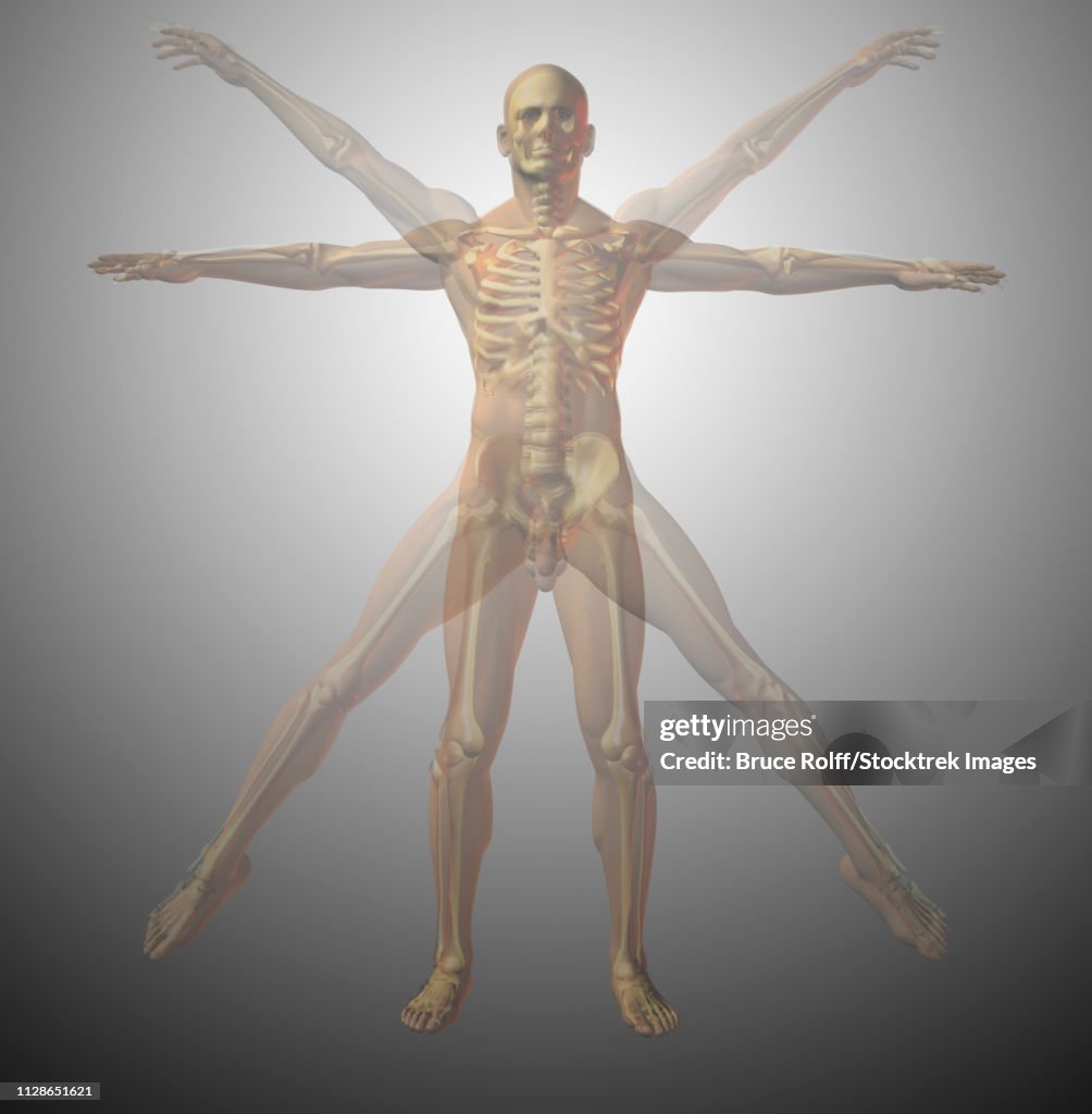 Anatomical vitruvian man. X-ray. 3D rendering