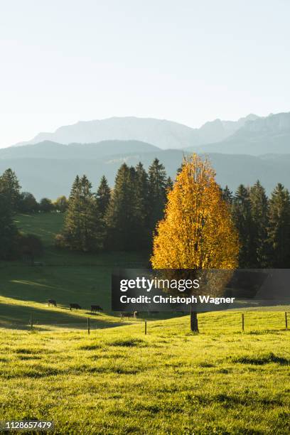 allgäu - autoreise stock pictures, royalty-free photos & images