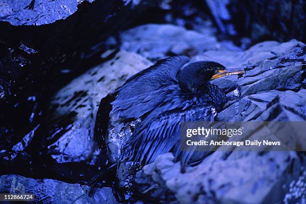 Cormorant soaked with oil from the Exxon Valdez oil spill on the sits on the beach of Green Island in Prince William Sound, Alaska, April 1, 1989.