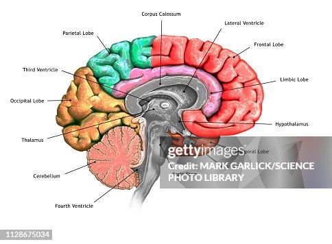 Human brain, illustration Human brain, illustration