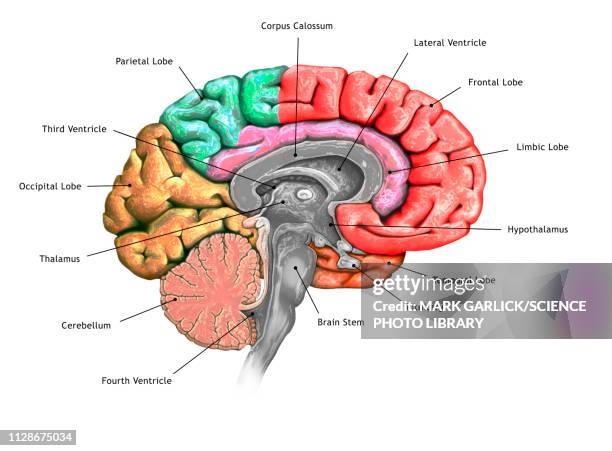 human brain, illustration - brain diagram colour stock illustrations