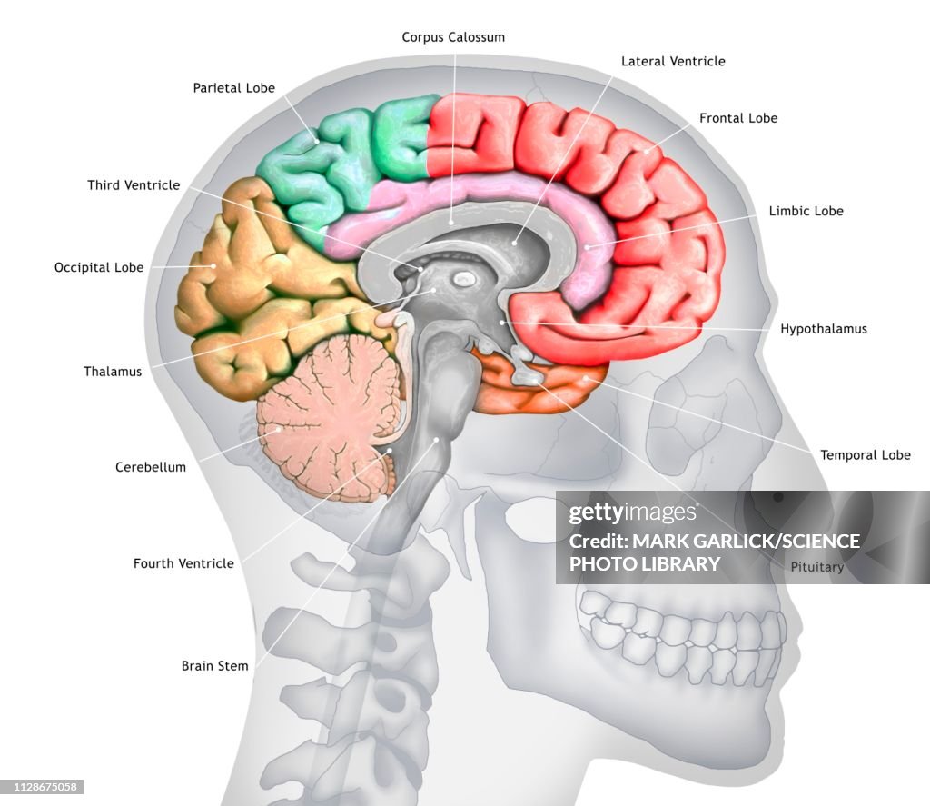 Human brain, illustration