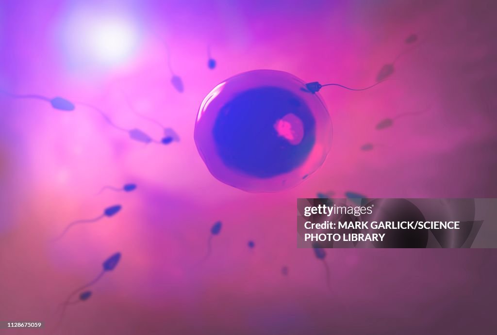 Fertilisation, illustration