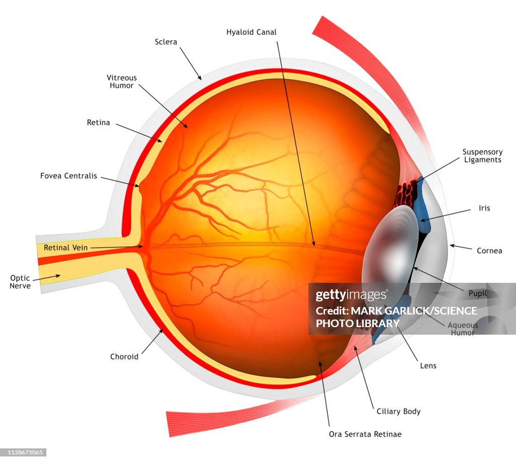 Human eye, illustration