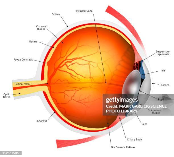 human eye, illustration - eyeball stock-grafiken, -clipart, -cartoons und -symbole