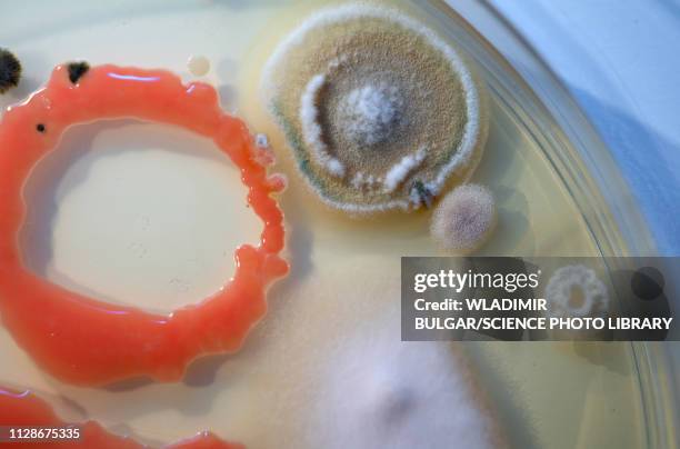 microbes growing on agar - bacteria cultures stock pictures, royalty-free photos & images