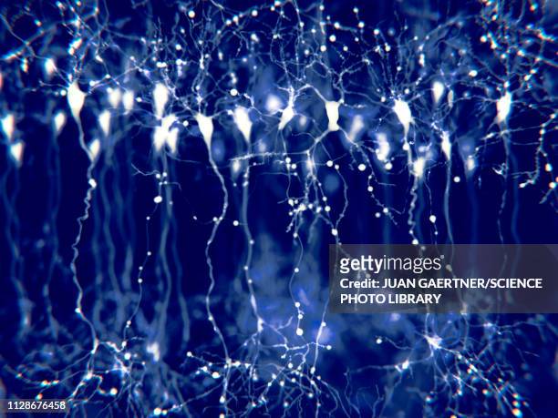 pyramidal neurons in the cerebral cortex, illustration - 光学顕微鏡図点のイラスト素材／クリップアート素材／マンガ素材／アイコン素材