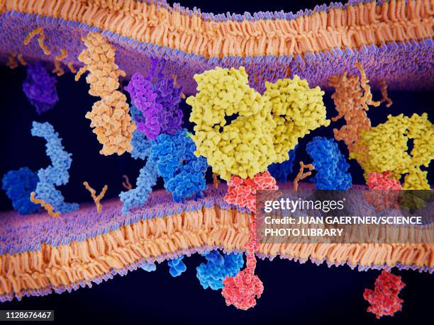 antibody blocking programmed cell death, illustration - receptor stock illustrations