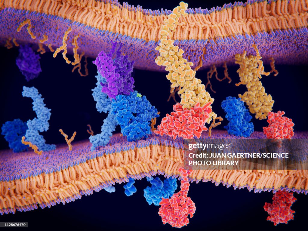 Programmed cell death in immune system, illustration