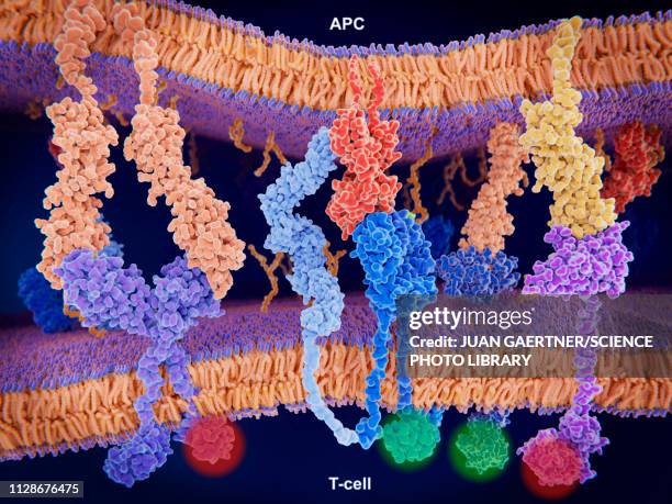 ilustraciones, imágenes clip art, dibujos animados e iconos de stock de activation of t-cell immune response, illustration - membrana celular