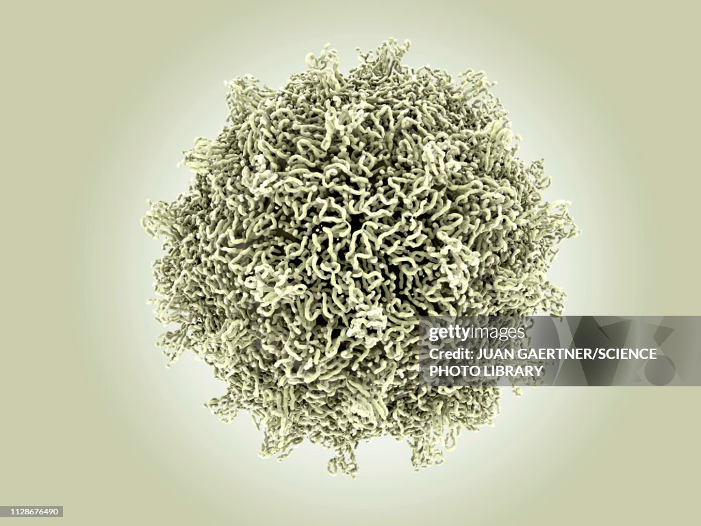 Coxsackievirus virus particle, illustration