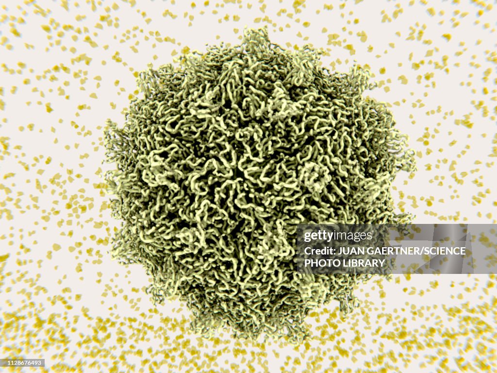 Coxsackievirus virus particle, illustration