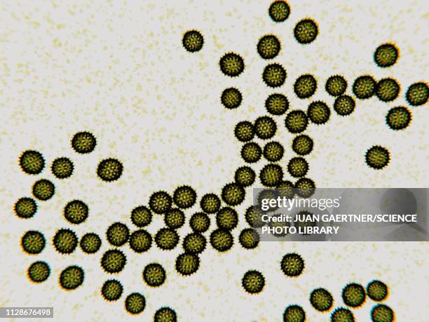 hepatitis c virus particles, illustration - hepatitis 幅插畫檔、美工圖案、卡通及圖標