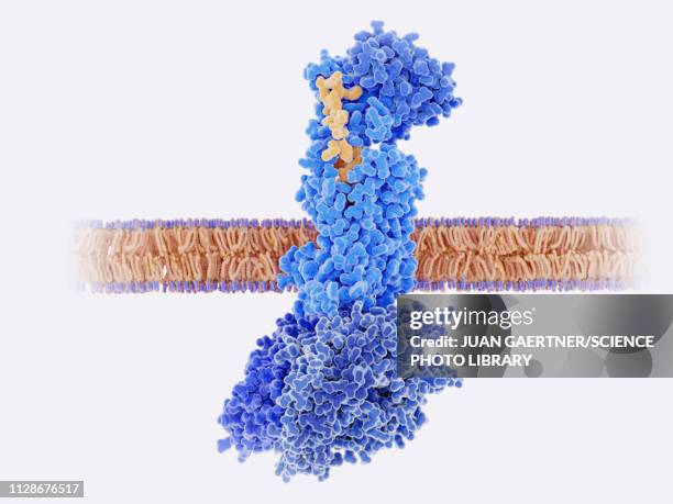 ilustraciones, imágenes clip art, dibujos animados e iconos de stock de calcitonin peptide bound to its receptor, illustration - membrana celular