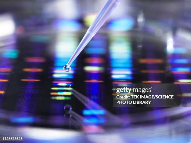 dna research - beleggen stock-fotos und bilder