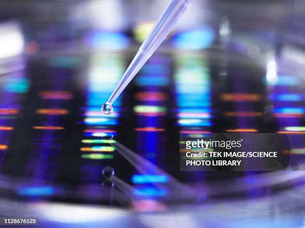 dna research - forensic science lab stock pictures, royalty-free photos & images