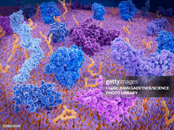 t-cell receptors, illustration - t cell stock illustrations