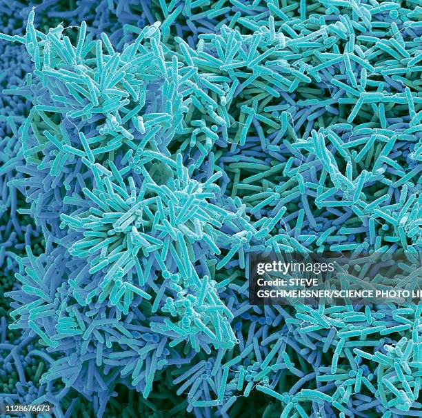 plaque-forming bacteria, sem - scientific micrograph stock-fotos und bilder