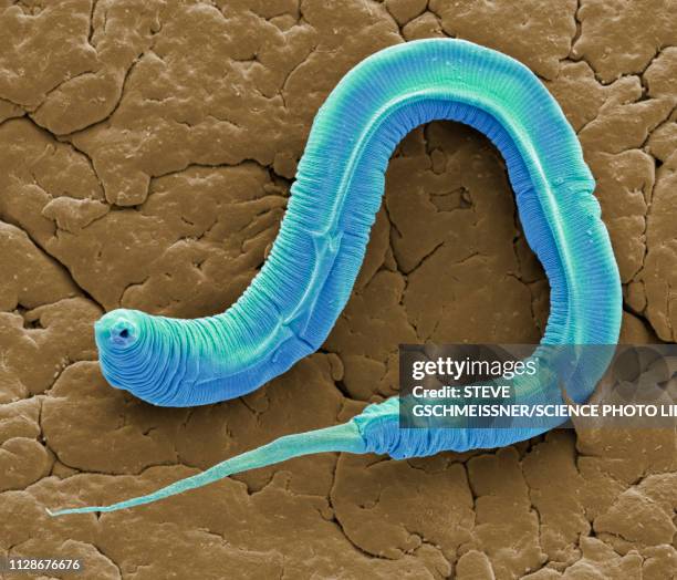 c elegans, sem - nematode worm stockfoto's en -beelden