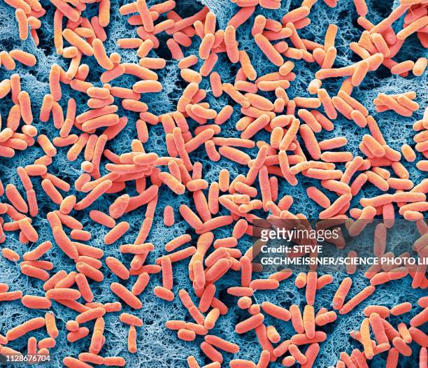 e coli, sem - bacterium stock pictures, royalty-free photos & images