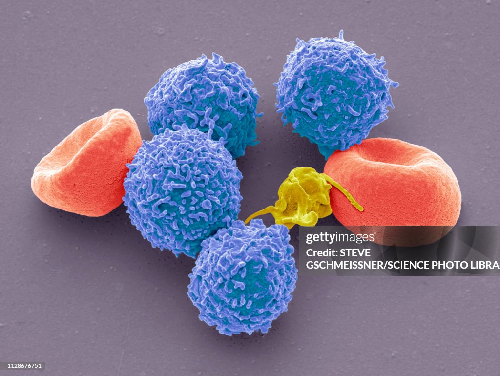 Blood cells, SEM