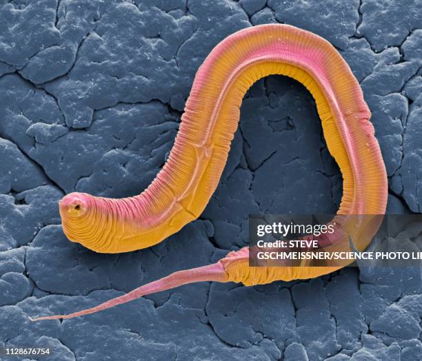 c elegans, sem - microscopio elettronico a scansione foto e immagini stock