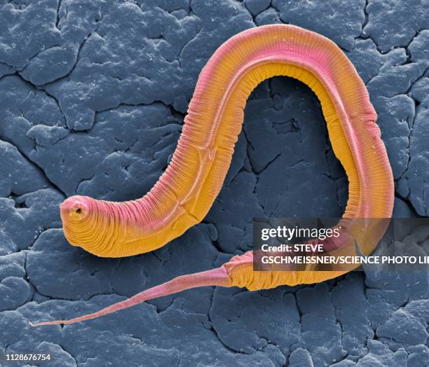 c elegans, sem - caenorhabditis elegans imagens e fotografias de stock