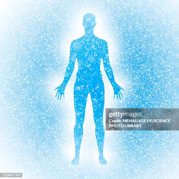 Human Collection Human Body Rendering Photos et images de collection - Getty Images