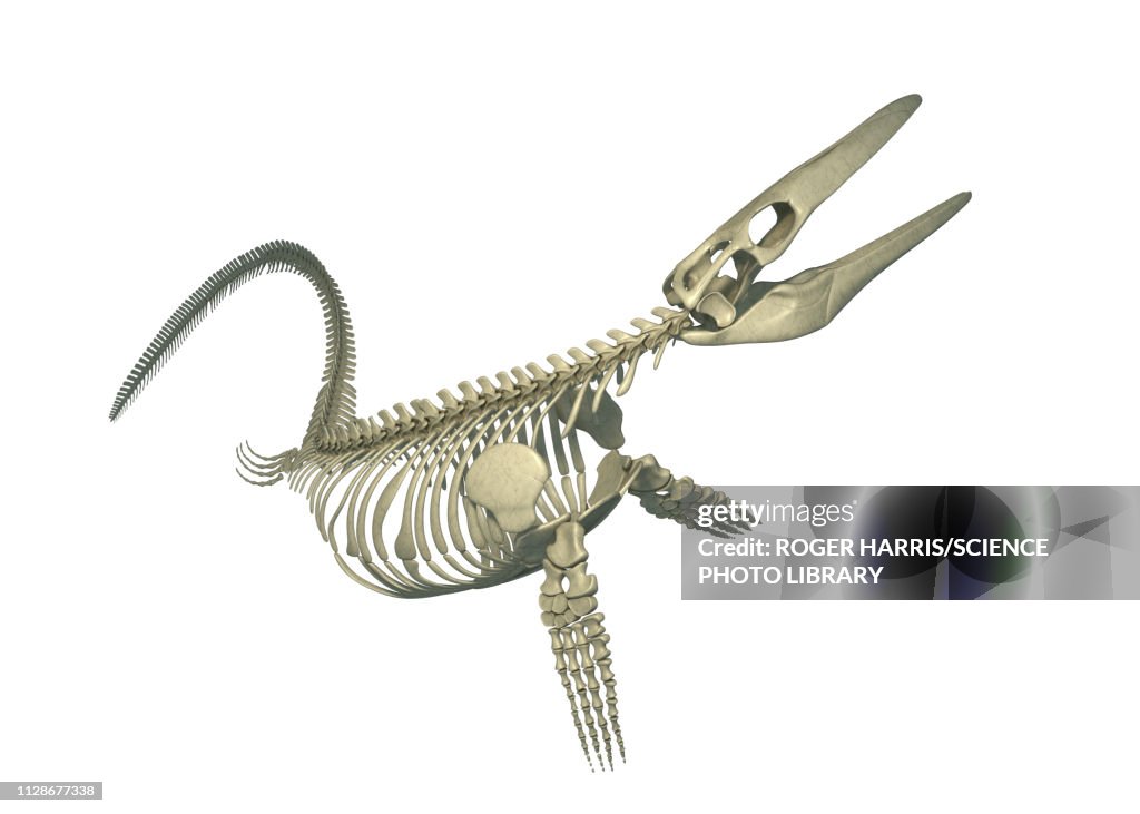 Mosasaurus skeleton, illustration