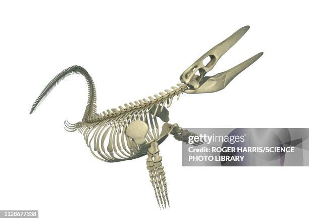 mosasaurus skeleton, illustration - mosasaurus stock illustrations