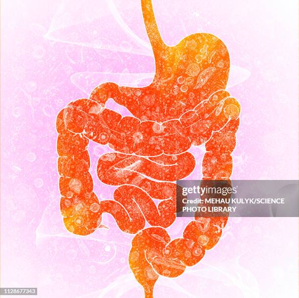 human intestinal biomes, illustration - verdauungstrakt stock-grafiken, -clipart, -cartoons und -symbole