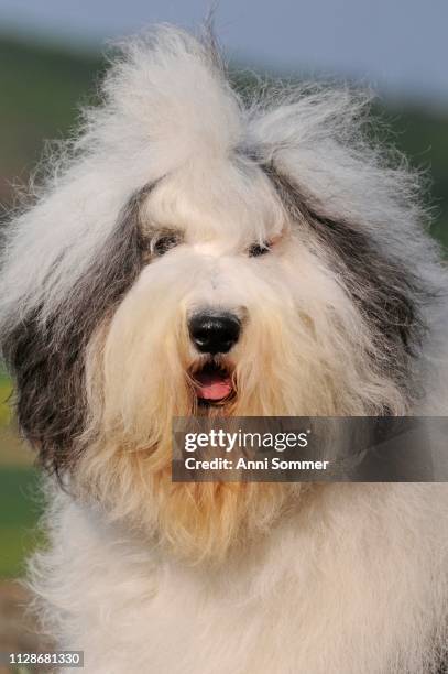 bobtail, old english sheepdog, animal portrait, austria - bobtail dog stock pictures, royalty-free photos & images