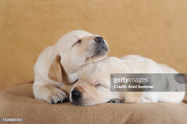 labrador retriever, yellow, puppies 3 weeks, sleeping on blanket, austria - yellow labrador retriever photos et images de collection