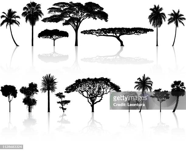 ilustraciones, imágenes clip art, dibujos animados e iconos de stock de silueta de árbol altamente detallado - árbol tropical