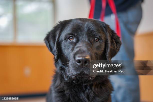 black labrador retriever dog close-up - concord new hampshire stock pictures, royalty-free photos & images