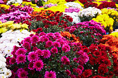 Multi colored  Chrysanthemums.