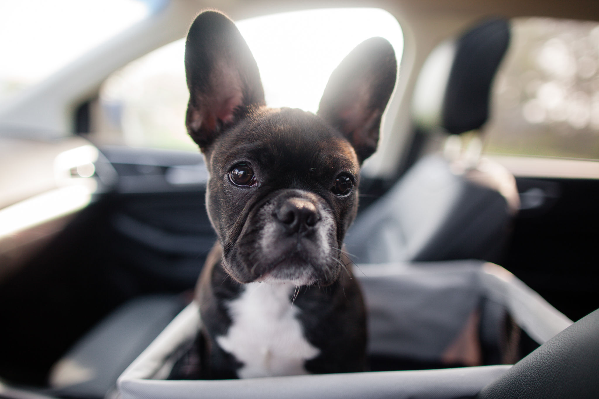 Young puppy in a car Young puppy in a car