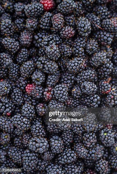 full frame shot of blackberries - la mora fotografías e imágenes de stock