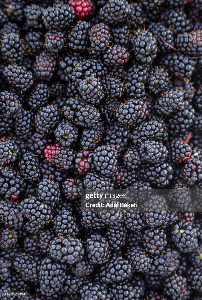 Full frame shot of blackberries