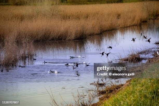 canale d'acqua - escursionismo stock pictures, royalty-free photos & images