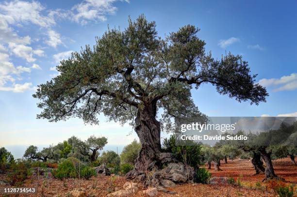 old olive tree on the way to 'punta prima' peninsula - old olive tree stock pictures, royalty-free photos & images