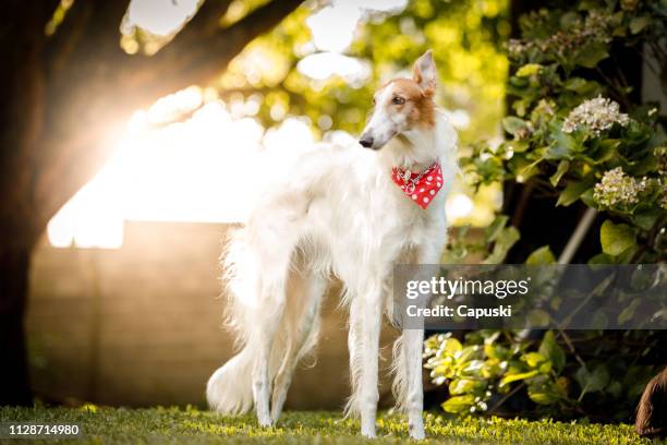 borzoi dog portrait - borzoi imagens e fotografias de stock