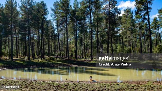 little permanent lagoon in karst area with puppy dog taking a bath - perro de pura raza stock pictures, royalty-free photos & images