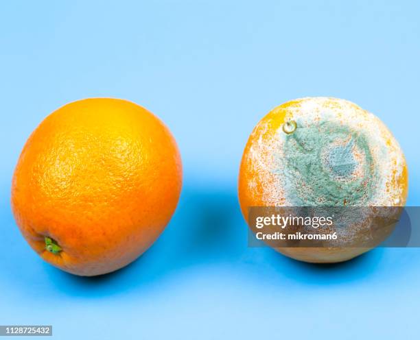 Soft Orange Tree Rotten 44,135 Rotten Images Stock Photos, High-Res Pictures, and Images ...