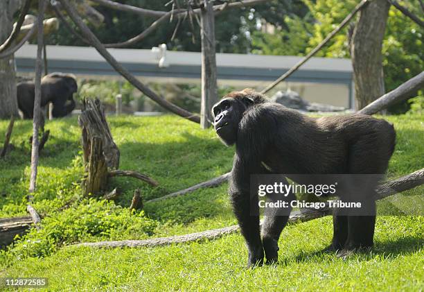 Steve Rolly Ross Park Zoo Photos and Premium High Res Pictures - Getty Images