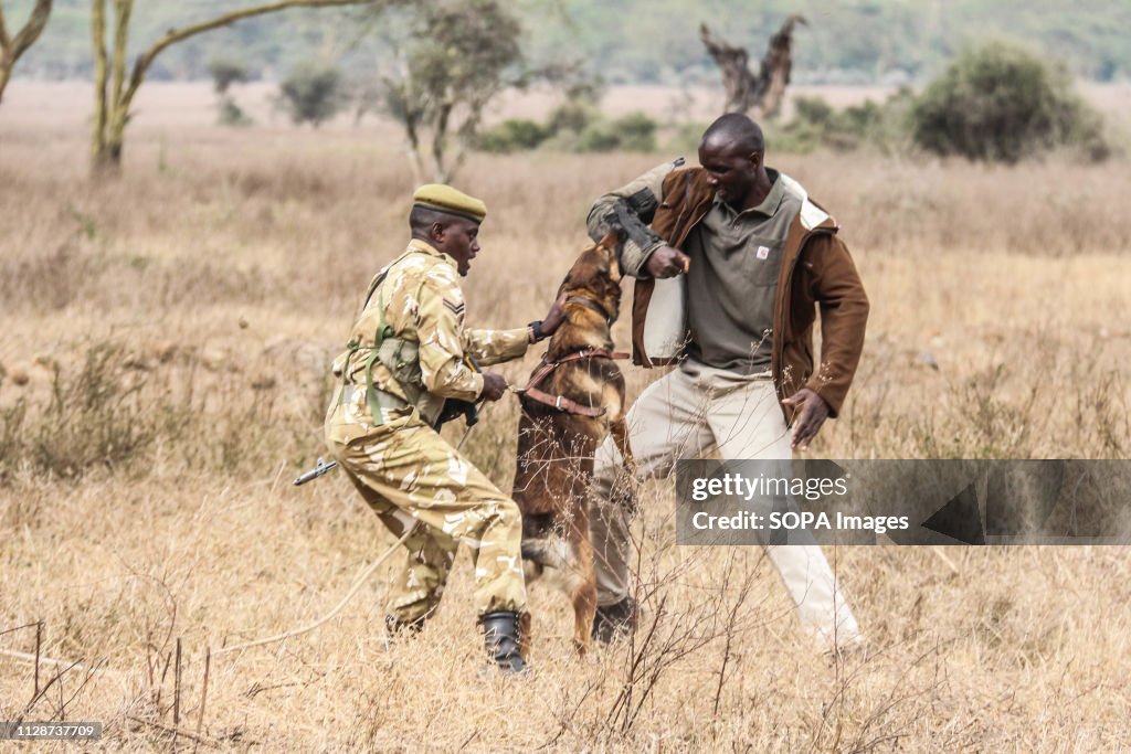 Canine handlers demonstrate how an anti poaching sniffer dog...