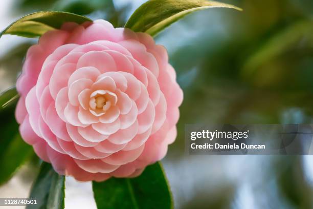 pink perfection camellia - camellia stock pictures, royalty-free photos & images