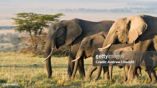 grupo de elefantes africanos en la naturaleza - kenia fotografías e imágenes de stock