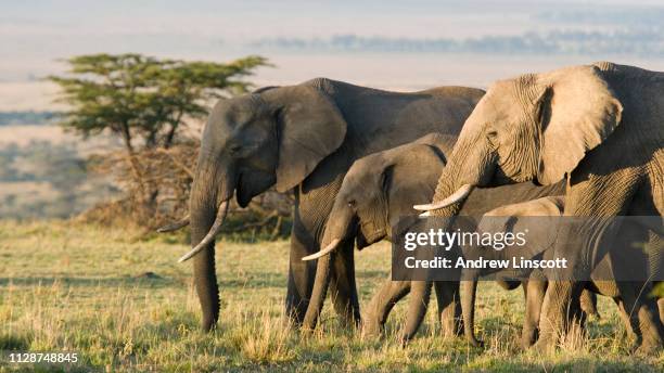 grupo de elefantes africanos en la naturaleza - animales de safari fotografías e imágenes de stock