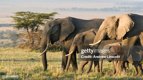 Gruppo di elefanti africani allo stato brado Gruppo di elefanti africani allo stato brado